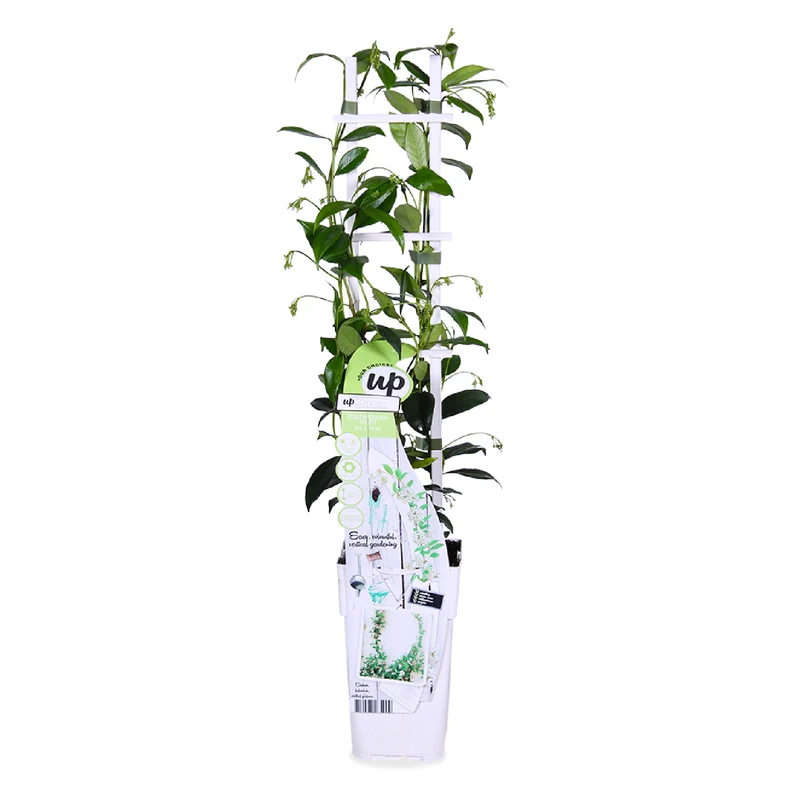 Trachelospermum "star of venice" (Sternjasmin) (M)