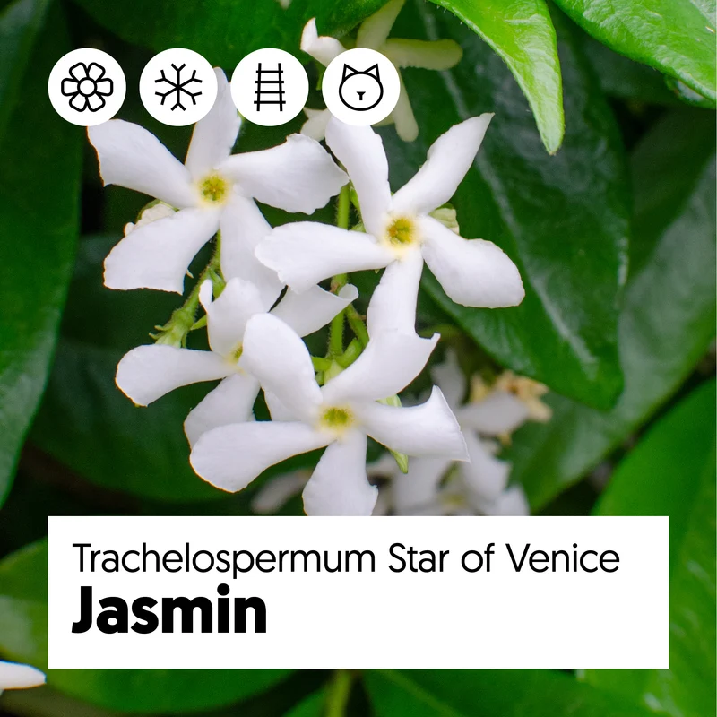 Trachelospermum "star of venice" (Sternjasmin) (M)