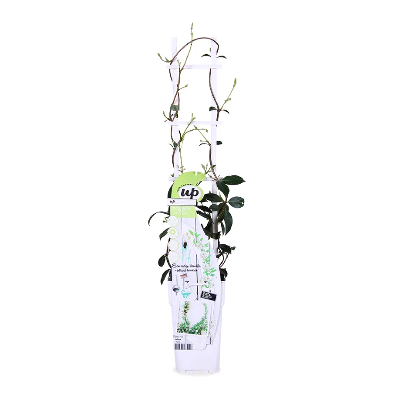 Trachelospermum "star of venice" (Sternjasmin) (M)