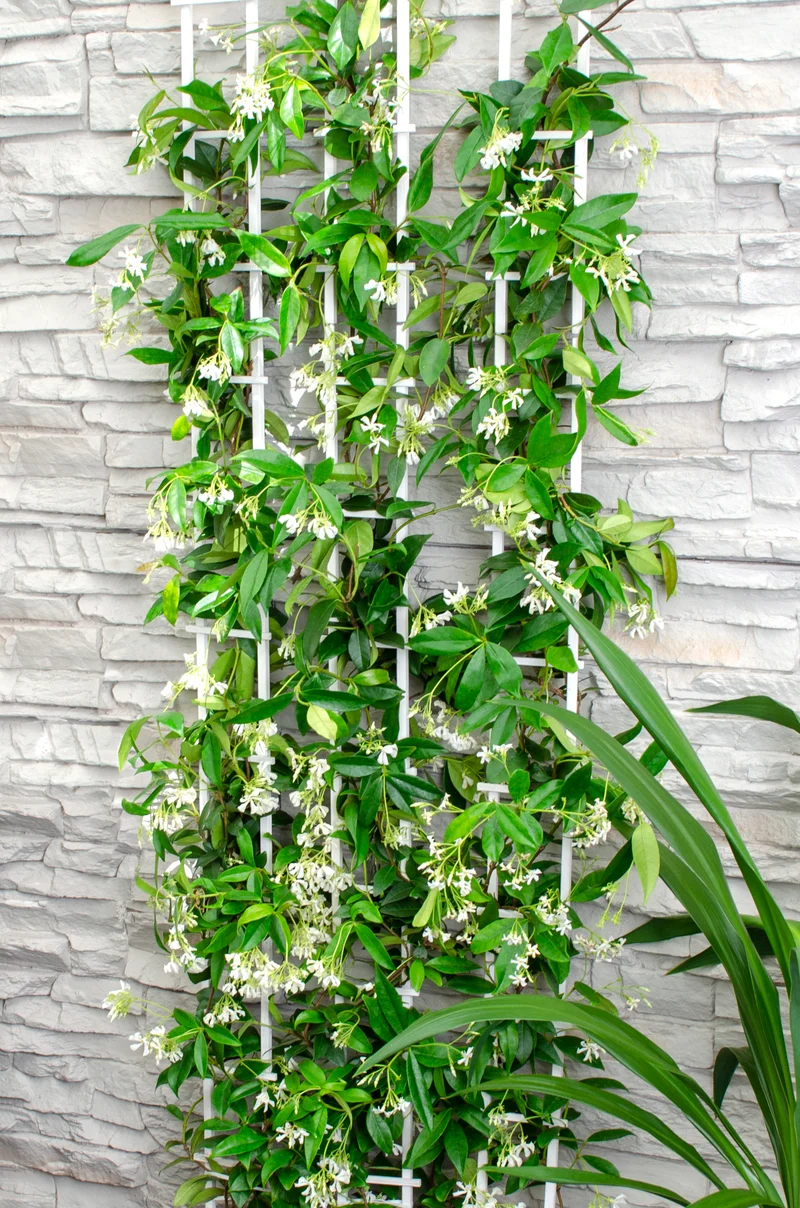 Trachelospermum "star of venice" (Sternjasmin) (M)