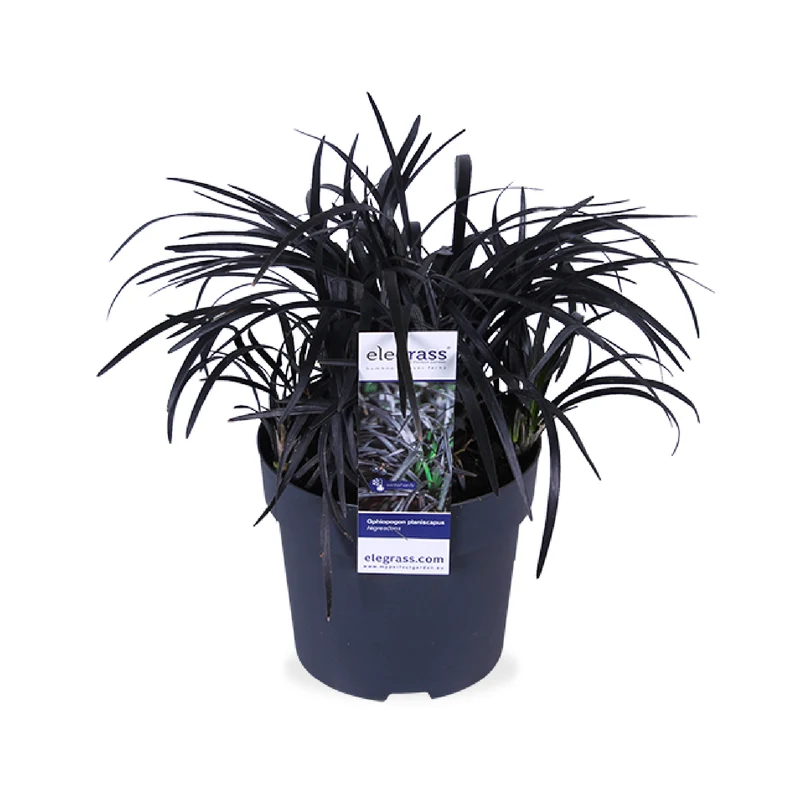 Ophiopogon planiscapus nigrescens (Schlangenbart) (S)