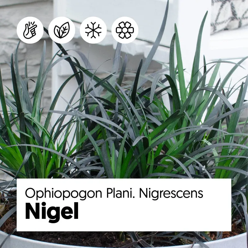 Ophiopogon planiscapus nigrescens (Schlangenbart) (S)