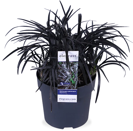 Ophiopogon planiscapus nigrescens (Schlangenbart) (S)