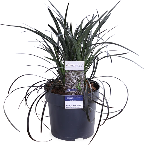 Ophiopogon planiscapus nigrescens (Schlangenbart) (S)