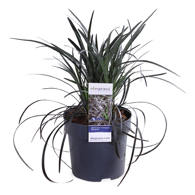 Ophiopogon planiscapus nigrescens (Schlangenbart) (S)