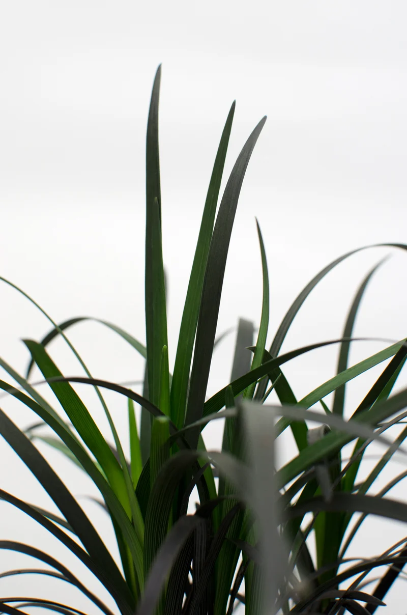 Ophiopogon planiscapus nigrescens (Schlangenbart) (S)