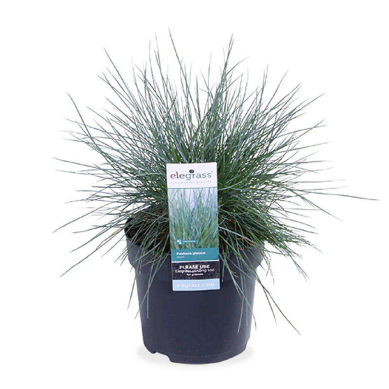 Festuca glauca "azura blue" (Blauschwingel-Gras) (S)