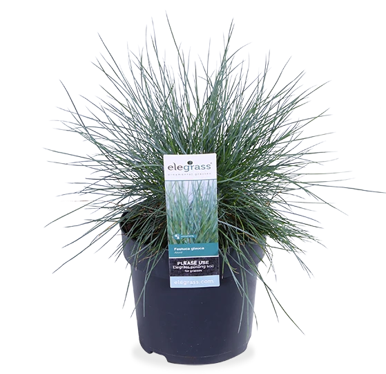 Festuca glauca "azura blue" (Blauschwingel-Gras) (S)