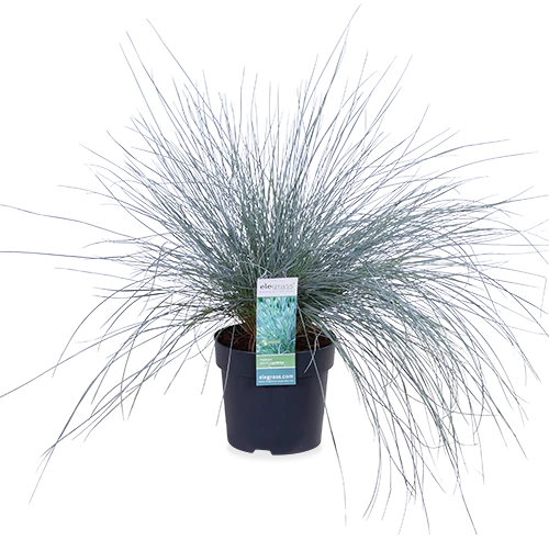 Festuca glauca "azura blue" (Blauschwingel-Gras) (S)