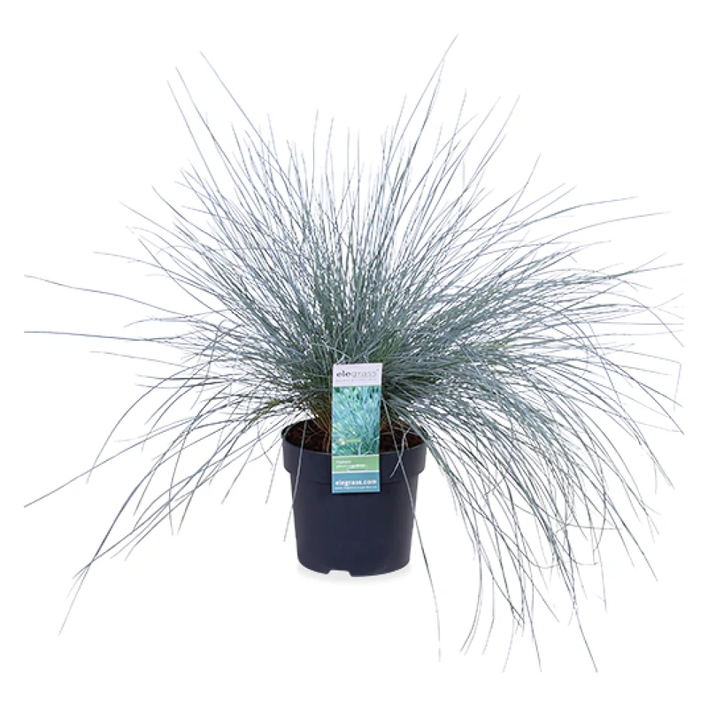 Festuca glauca "azura blue" (Blauschwingel-Gras) (S)
