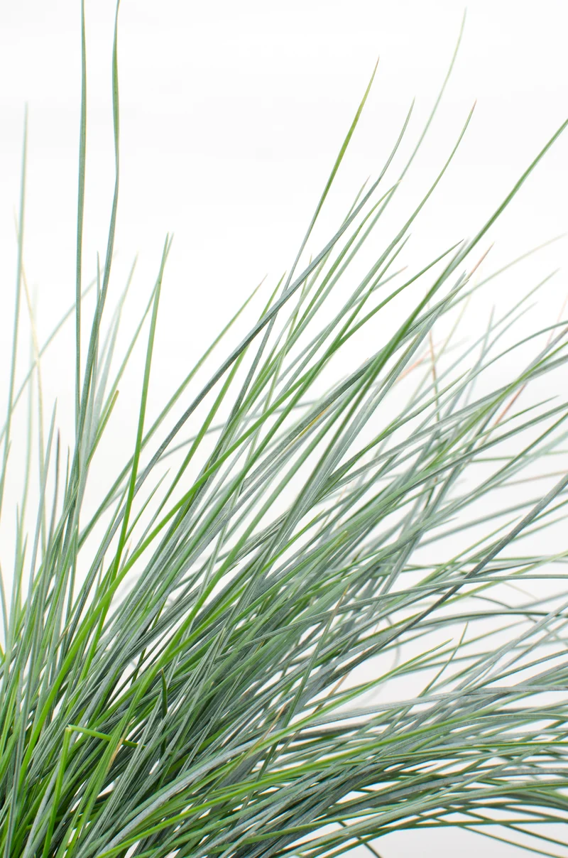 Festuca glauca "azura blue" (Blauschwingel-Gras) (S)