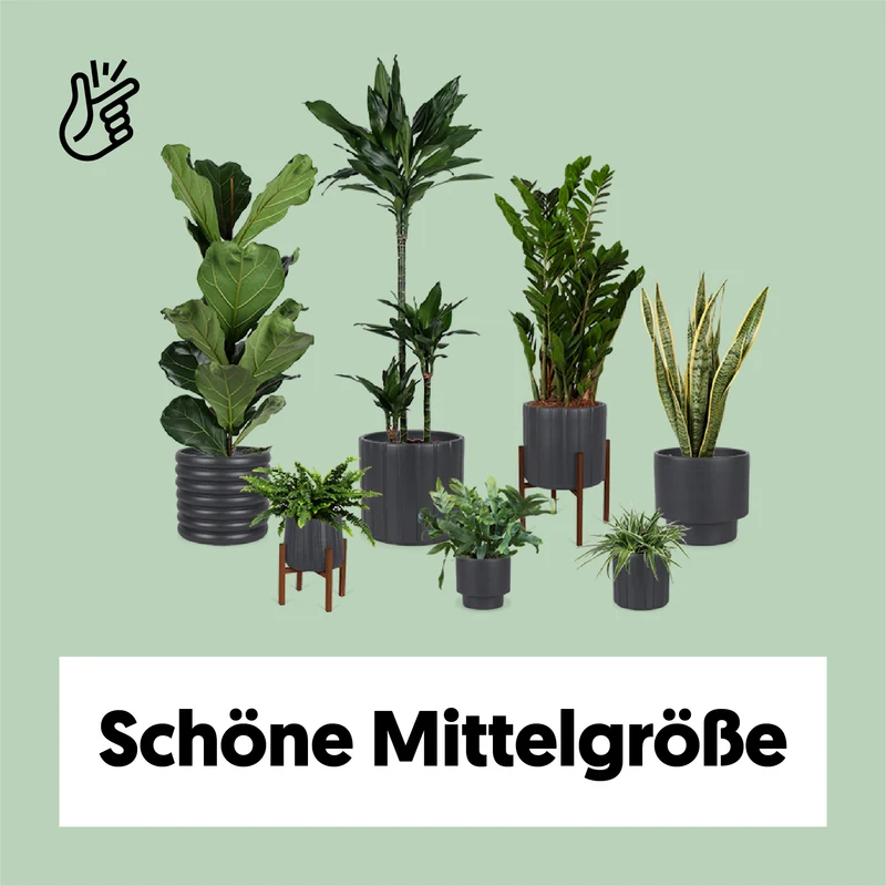 Pflegeleichte 7er Truppe