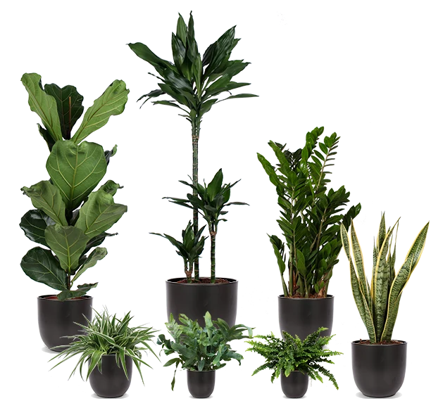 Pflegeleichte 7er Truppe