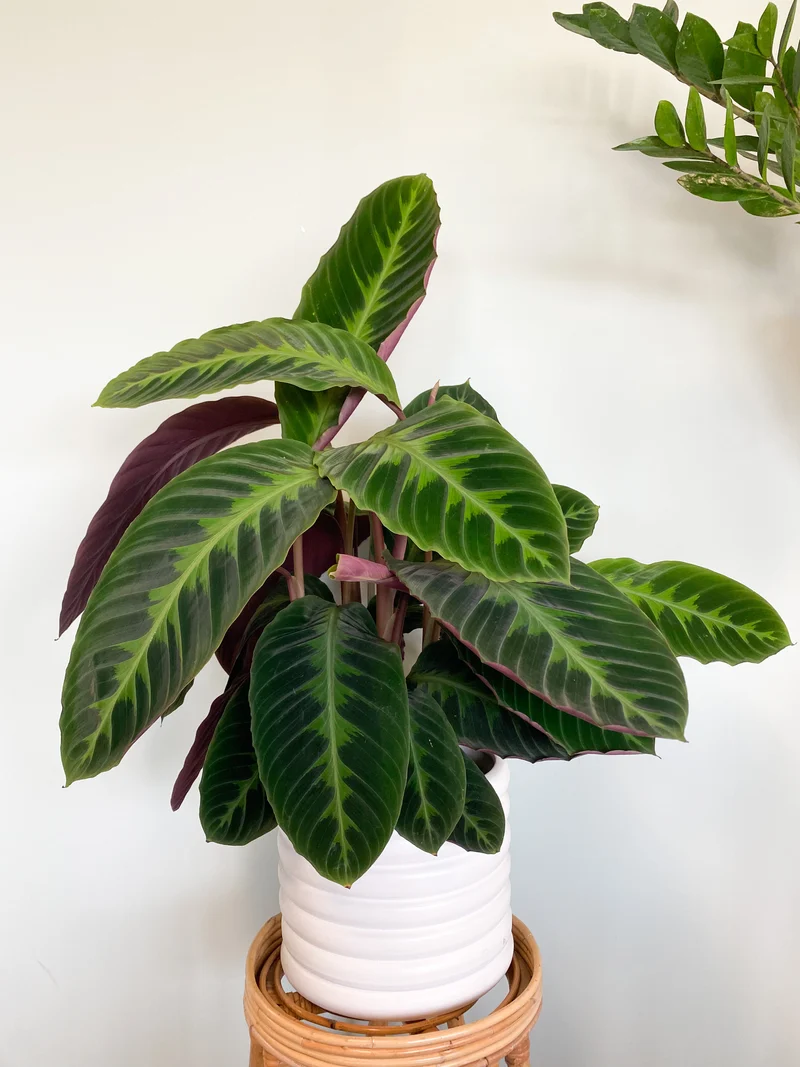 Calathea warscewiczii (Korbmarante) (M)