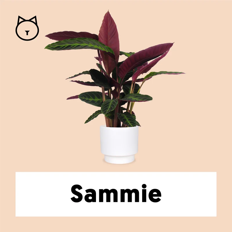 Calathea warscewiczii (Korbmarante) (M)