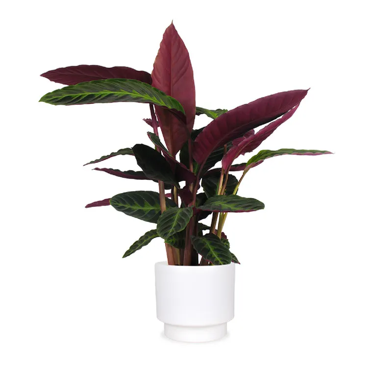 Calathea warscewiczii (Korbmarante) (M)
