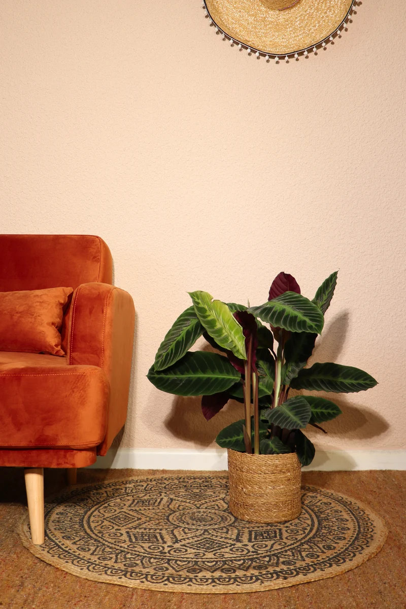 Calathea warscewiczii (Korbmarante) (M)