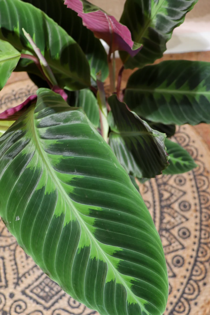 Calathea warscewiczii (Korbmarante) (M)