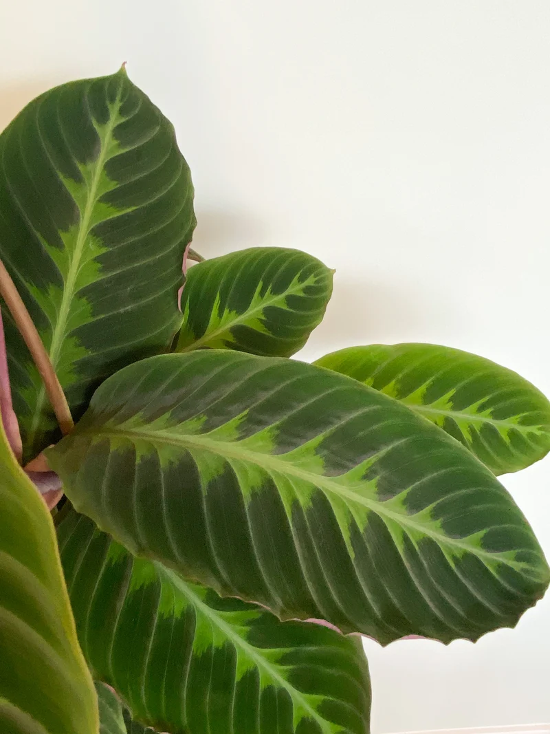 Calathea warscewiczii (Korbmarante) (M)