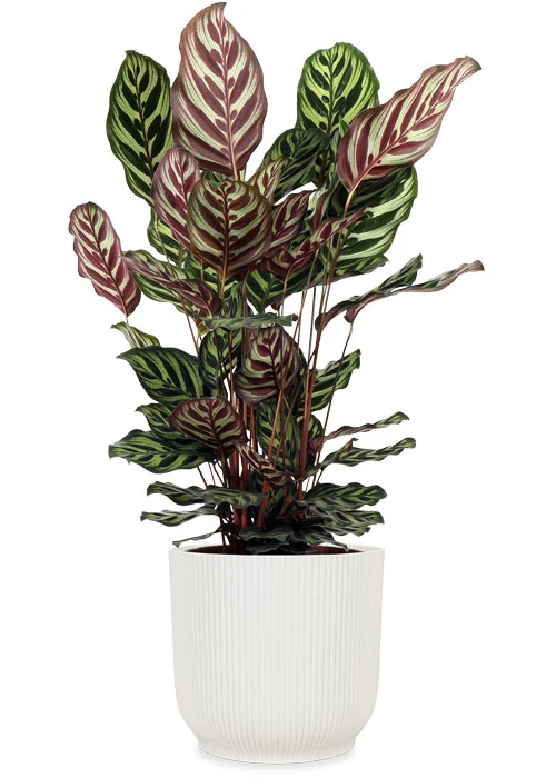 Calathea makoyana (Korbmarante) (M)