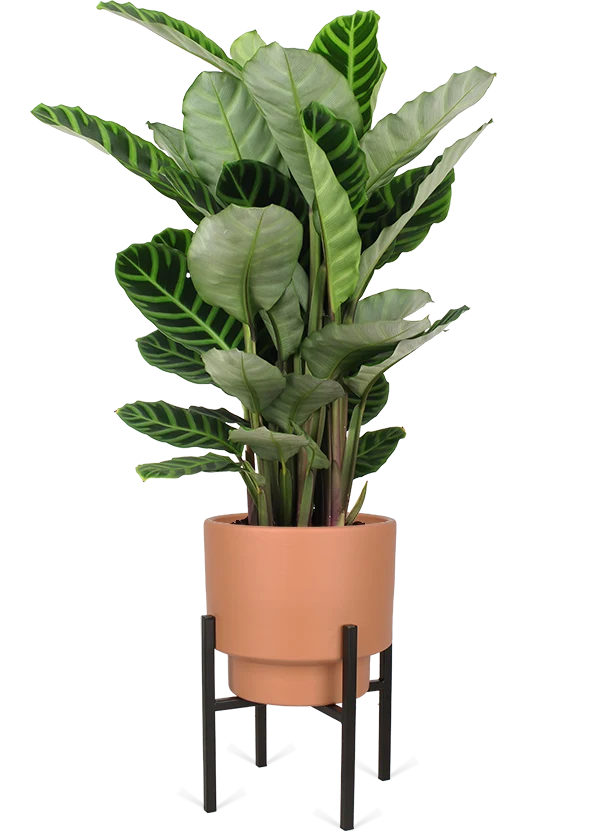 Calathea makoyana (Korbmarante) (M)