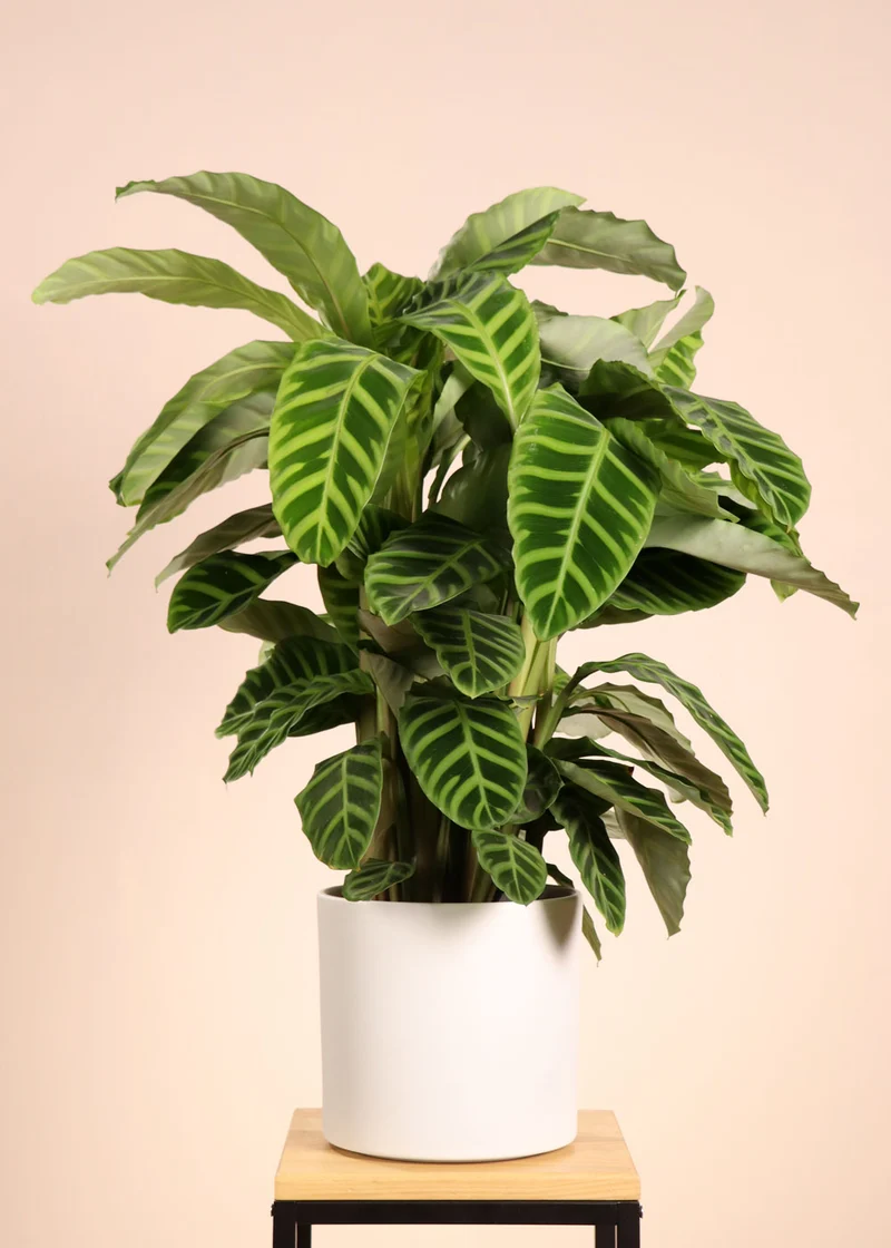 Calathea makoyana (Korbmarante) (M)