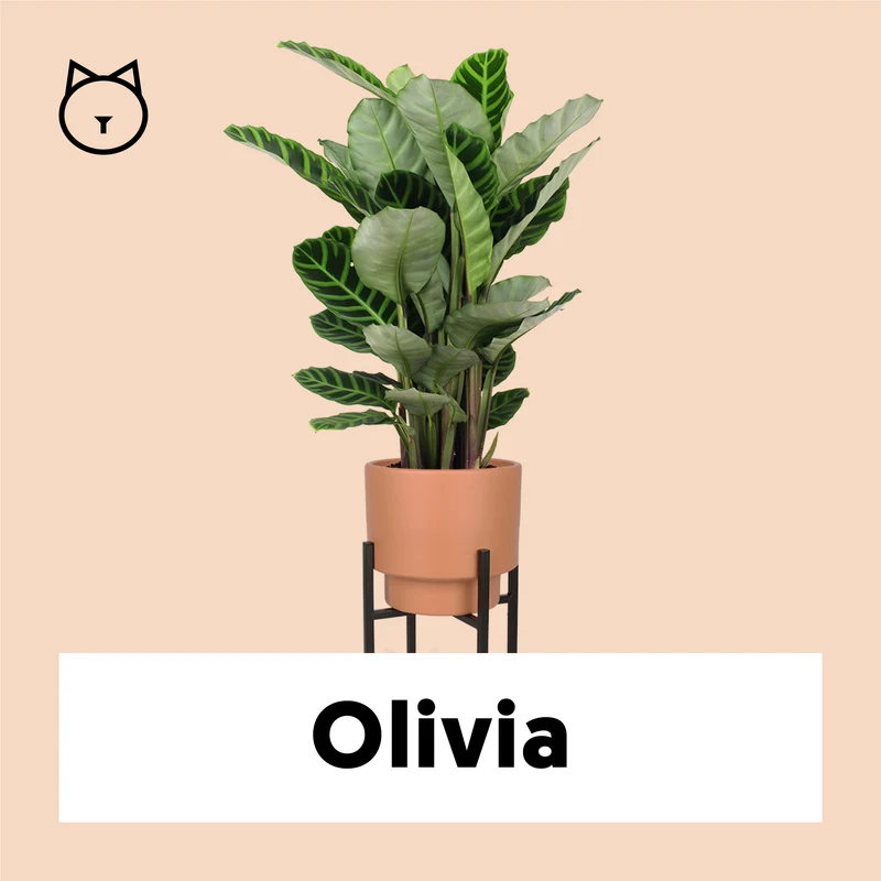 Calathea makoyana (Korbmarante) (M)