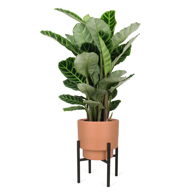 Calathea makoyana (Korbmarante) (M)