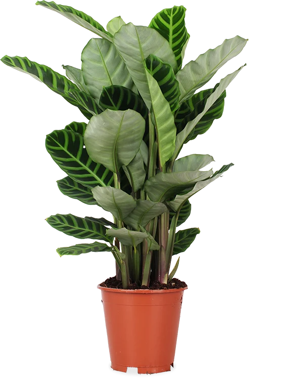 Calathea makoyana (Korbmarante) (M)