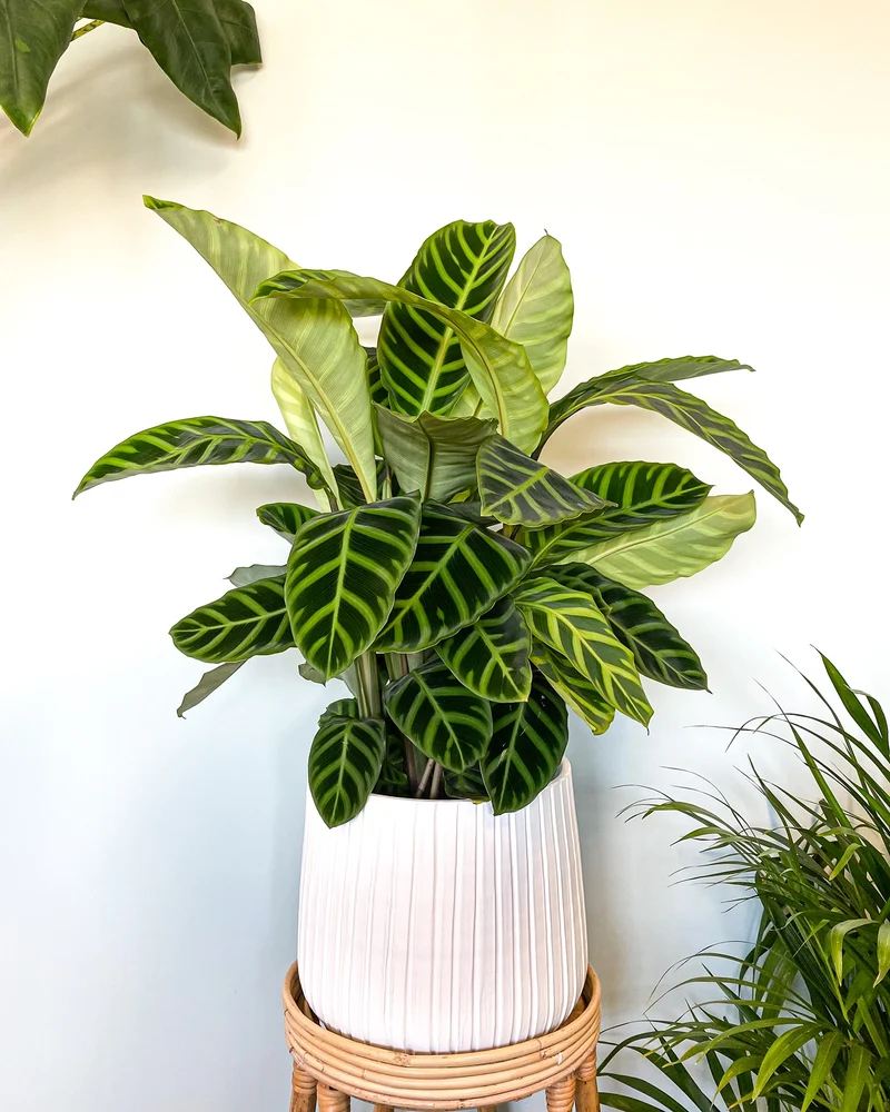 Calathea makoyana (Korbmarante) (M)