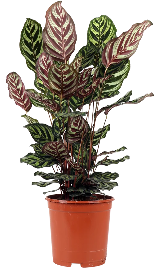 Calathea makoyana (Korbmarante) (M)