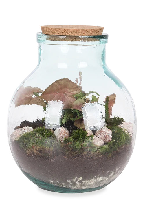 Terrarium kugelförmige Flasche (Flaschengarten) (M)