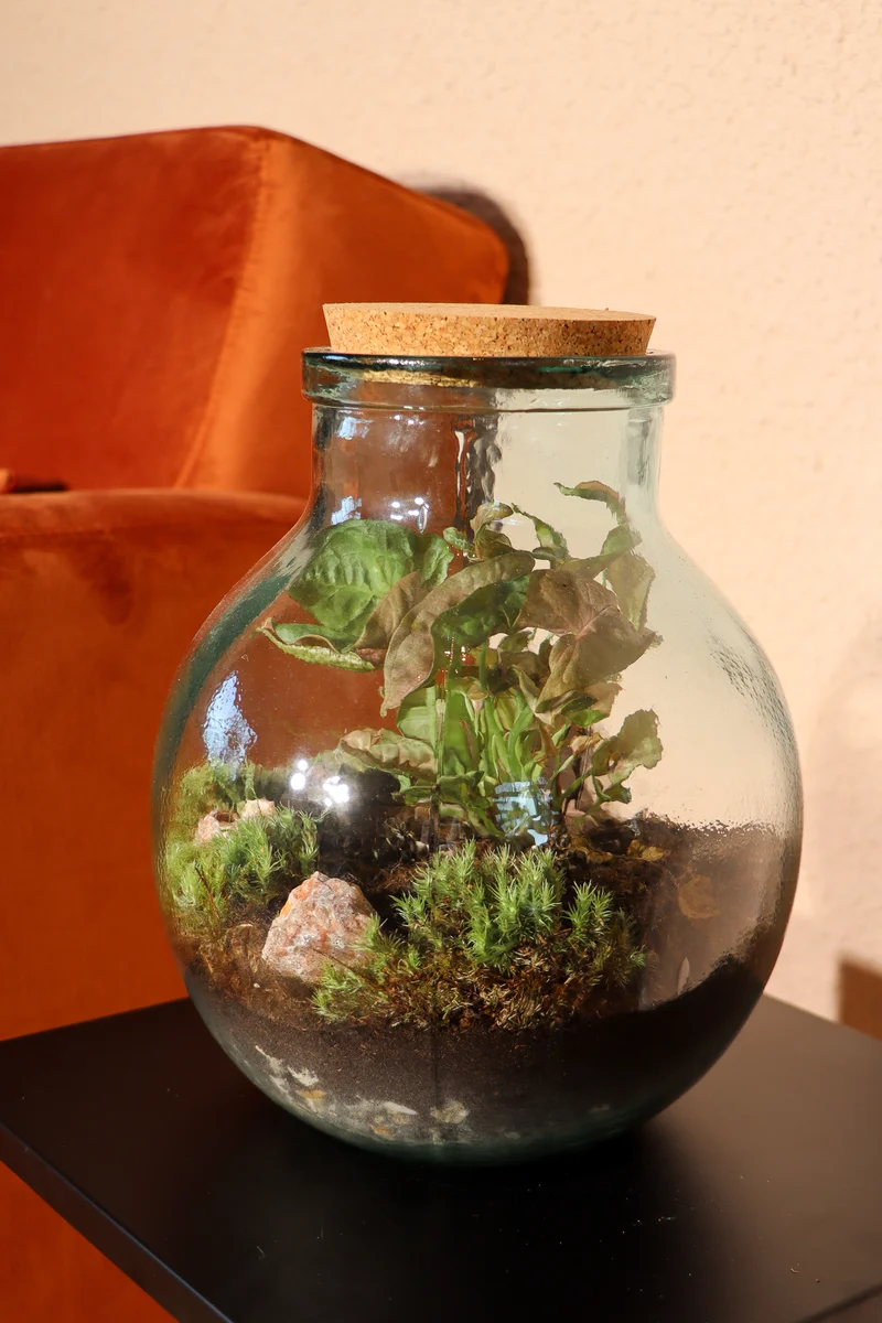 Terrarium kugelförmige Flasche (Flaschengarten) (M)