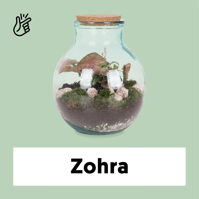 Terrarium kugelförmige Flasche (Flaschengarten) (M)