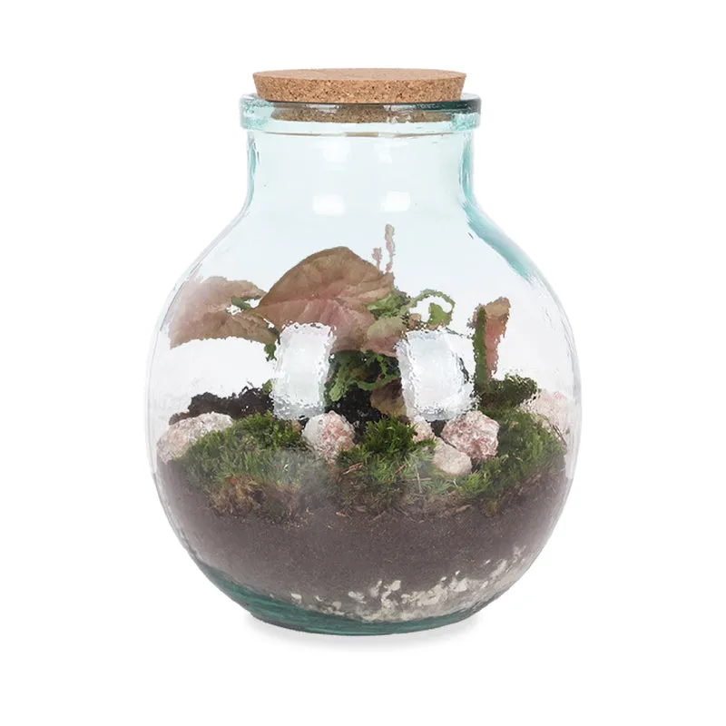 Terrarium kugelförmige Flasche (Flaschengarten) (M)