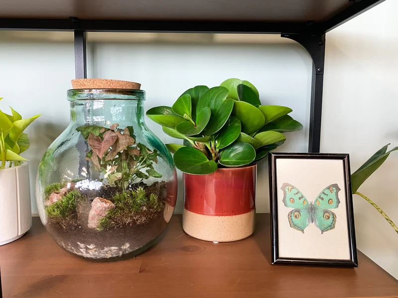Terrarium kugelförmige Flasche (Flaschengarten) (M)