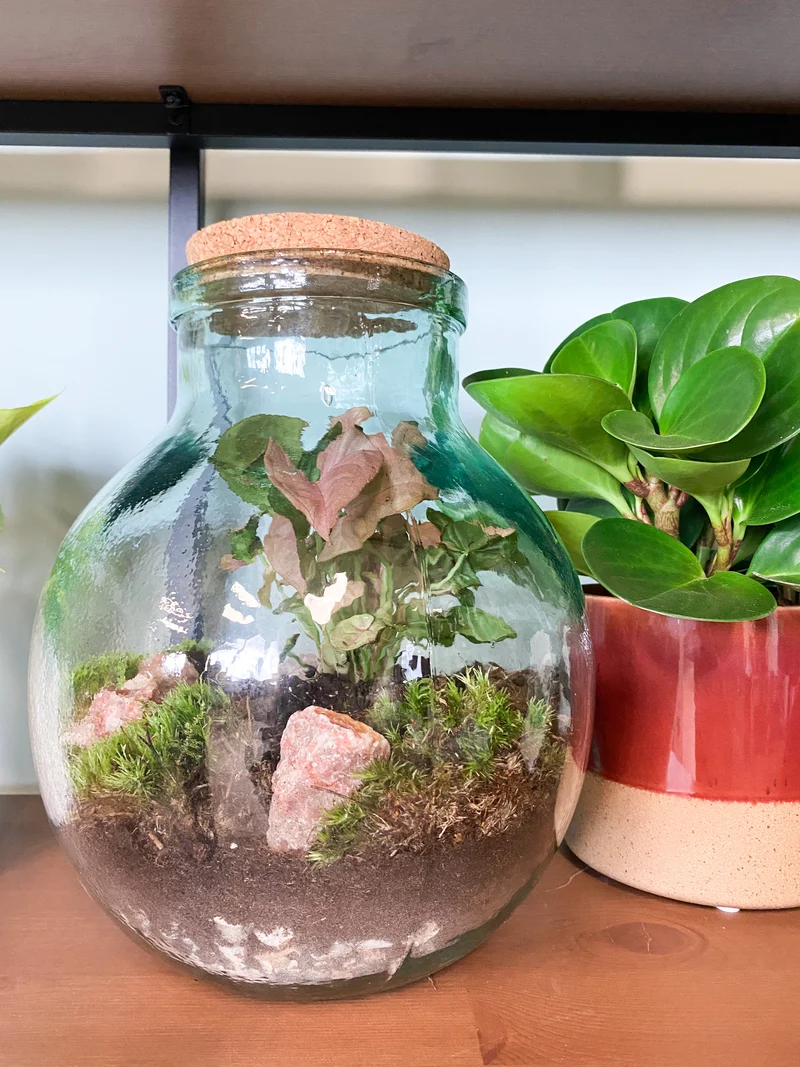 Terrarium kugelförmige Flasche (Flaschengarten) (M)