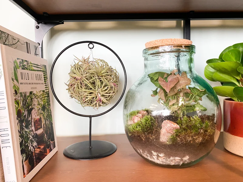 Terrarium kugelförmige Flasche (Flaschengarten) (M)