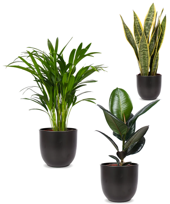 Pflegeleichtes Trio
