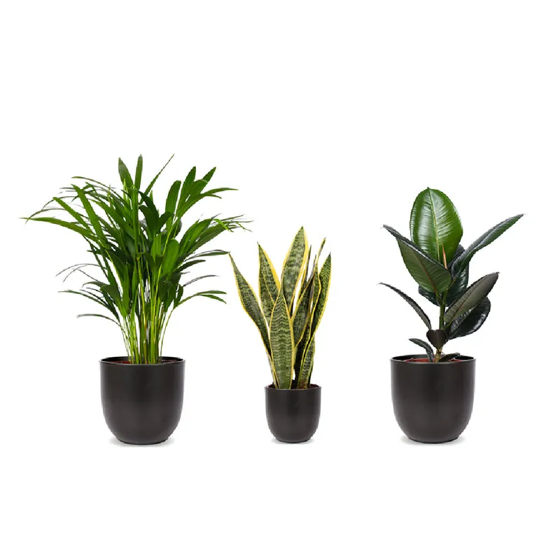 Pflegeleichtes Trio