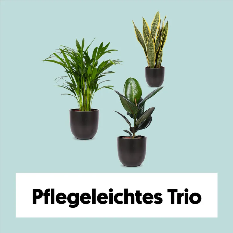 Pflegeleichtes Trio