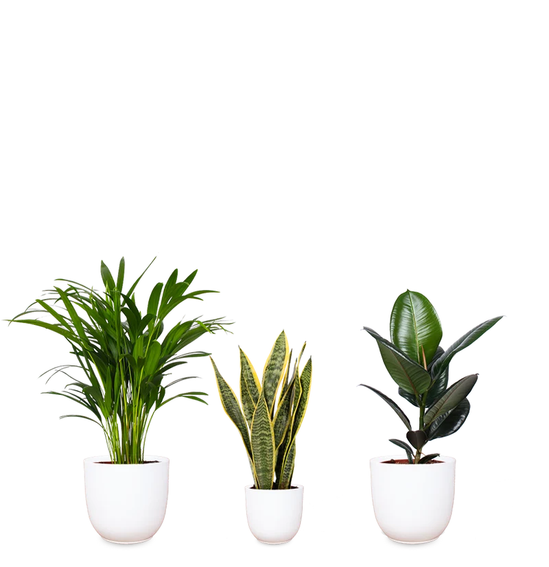 Pflegeleichtes Trio