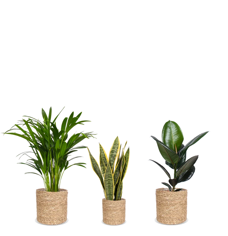 Pflegeleichtes Trio
