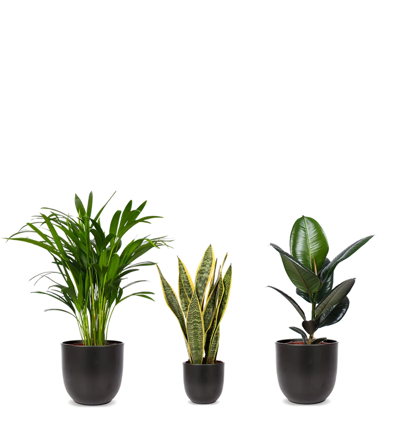 Pflegeleichtes Trio