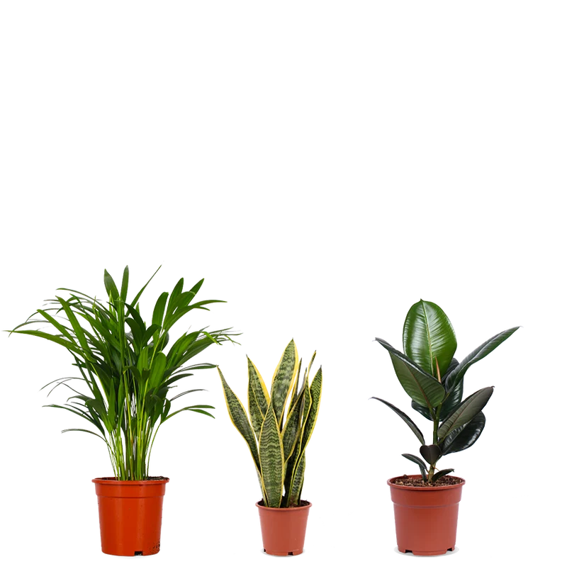 Pflegeleichtes Trio