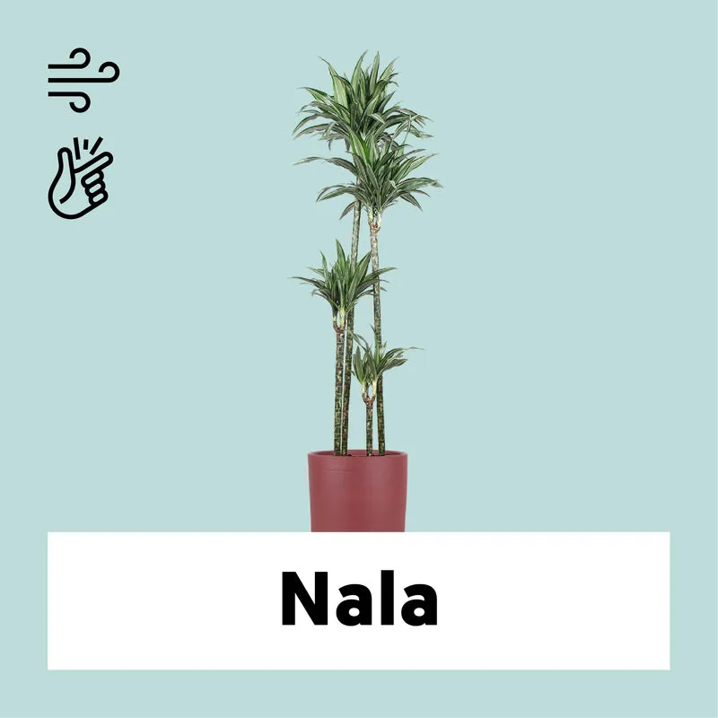 Dracaena ulises (Drachenbaum) (XL)