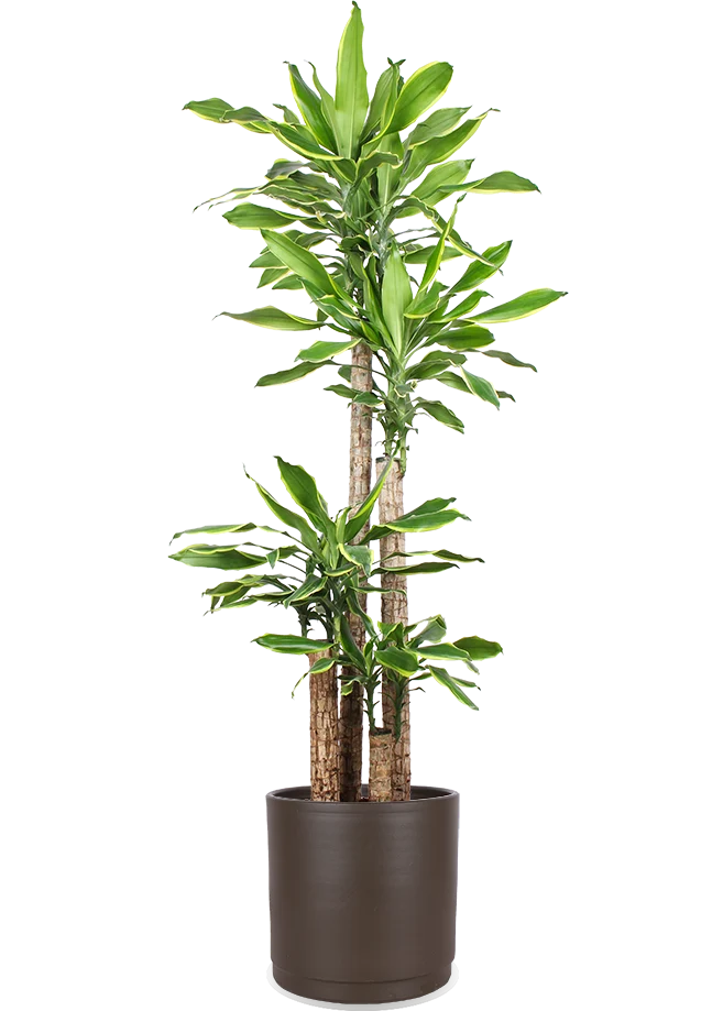 Dracaena golden coast (Drachenbaum) (XL)