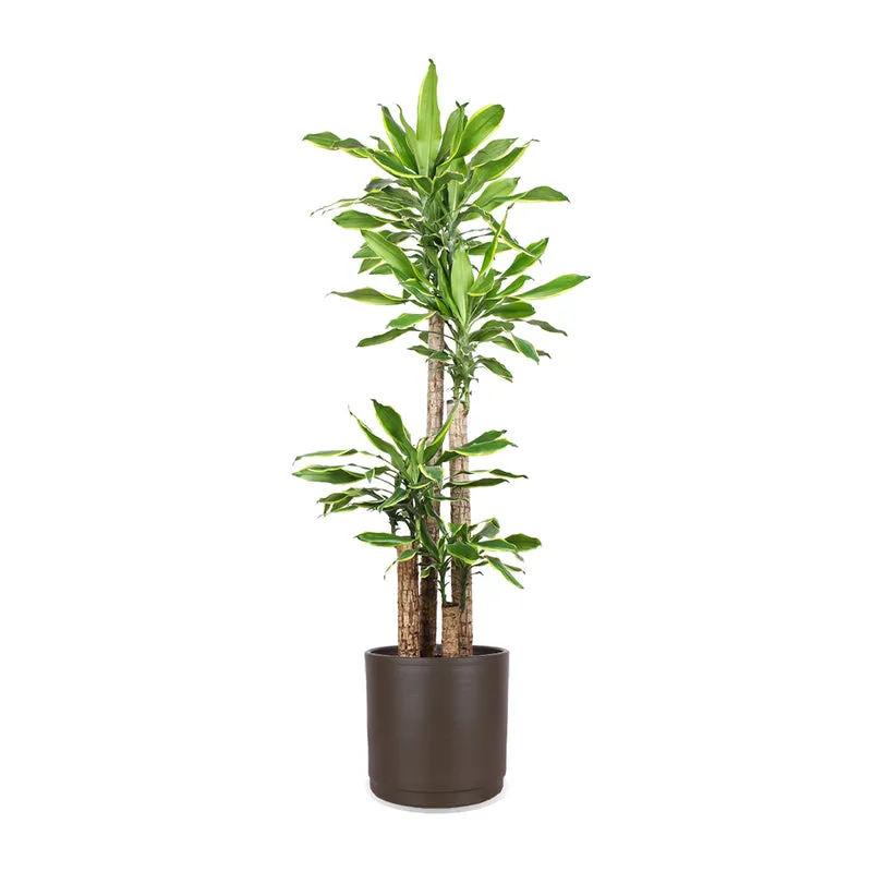 Dracaena golden coast (Drachenbaum) (XL)