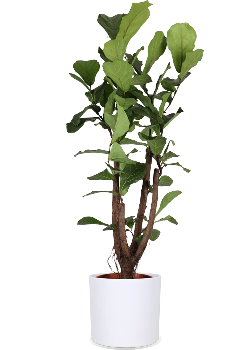 Ficus lyrata verzweigter Stamm (Geigenfeige) (L)