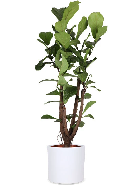 Ficus lyrata verzweigter Stamm (Geigenfeige) (L)